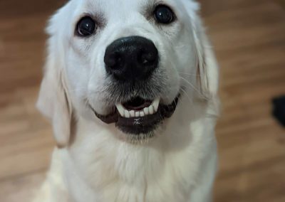 Golden Retriever Photos