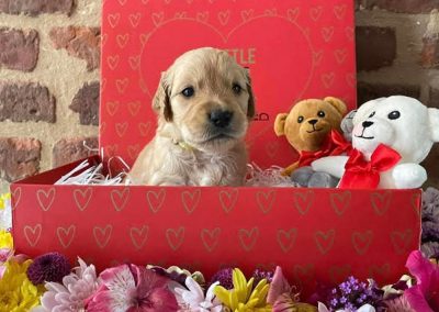 Golden Retriever Photos