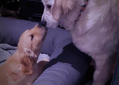 Golden Retriever Photos