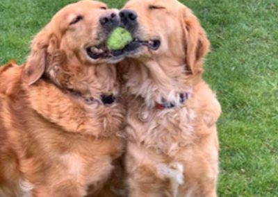 Golden Retriever Photos