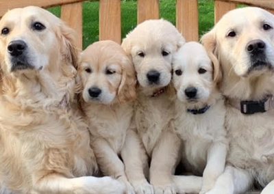 Golden Retriever Photos