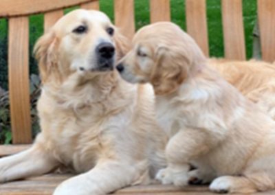 Golden Retriever Photos