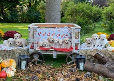 Golden Retriever Photos