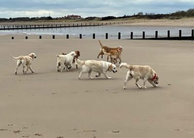 Golden Retriever Photos