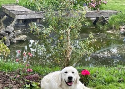 Golden Retriever Photos