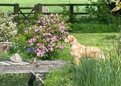 Golden Retriever Photos