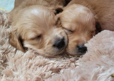 Golden Retriever Photos