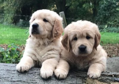 Golden Retriever Photos