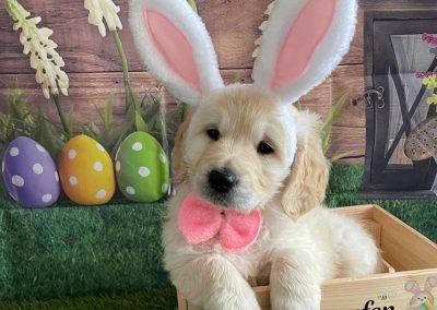 Easter Pup