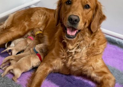 Mum and Puppies