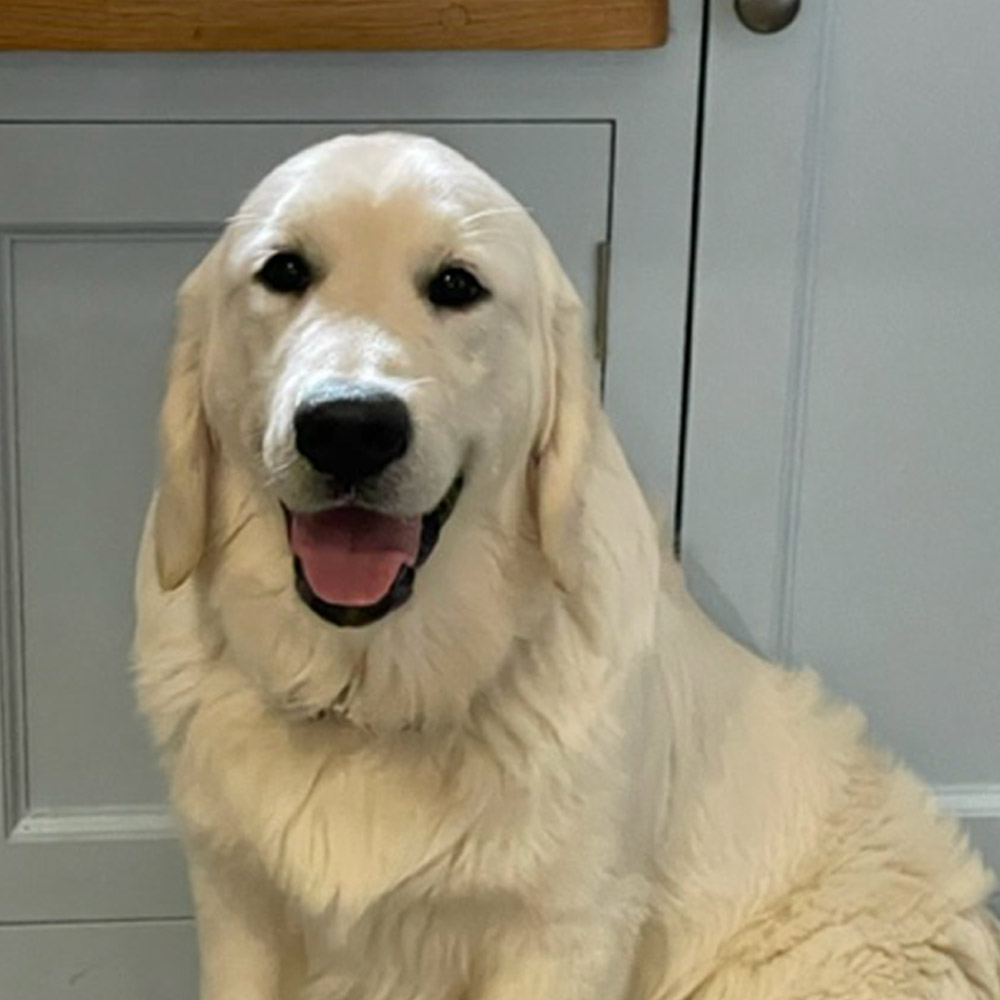 Stud Services Stud Services