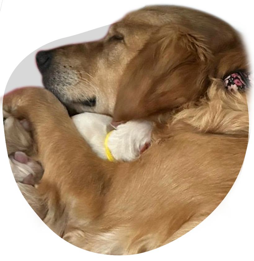 Mum and Puppies Mum and Puppies